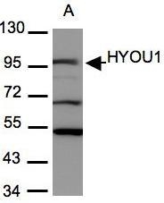 NBP1-32140 - HYOU1