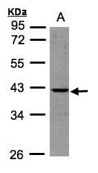 NBP1-32152 - BPNT1