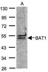 NBP1-32173 - BAT1 / UAP56