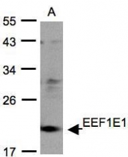 NBP1-32184 - EEF1E1