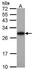 NBP1-32191 - UCHL1 / PGP9.5