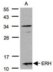 NBP1-32198 - ERH