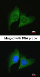 NBP1-32198 - ERH