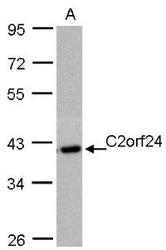 NBP1-32202 - C2orf24