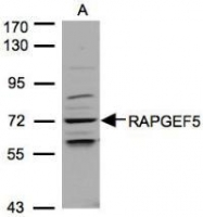 NBP1-32220 - RAPGEF5