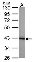 NBP1-32249 - DNAJB2