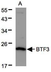 NBP1-32292 - BTF3