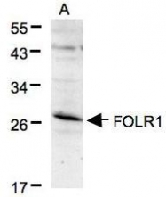 NBP1-32293 - Folate receptor alpha