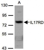 NBP1-32307 - IL17RD