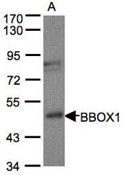 NBP1-32327 - BBOX1