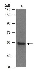 NBP1-32389 - ZNF157