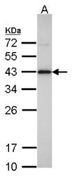 NBP1-32396 - Isocitric dehydrogenase alpha / IDH3A