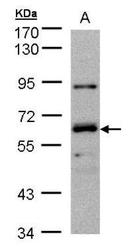 NBP1-32448 - DNAJC1 / HTJ1