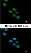 NBP1-32459 - NOVA1