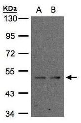 NBP1-32473 - IFRD1