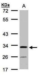 NBP1-32492 - C4orf19