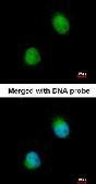 NBP1-32522 - ZC3H8