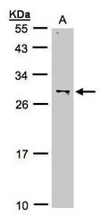 NBP1-32543 - ZMAT3