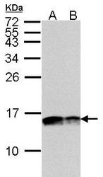 NBP1-32550 - Complex IV subunit Va