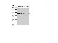 NBP1-32555 - EEF1A2