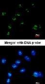 NBP1-32571 - RASSF2