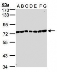 NBP1-32598 - KIAA1530