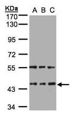 NBP1-32620 - HENMT1 / C1orf59