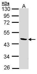 NBP1-32652 - BCAT2