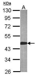 NBP1-32652 - BCAT2