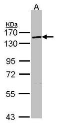 NBP1-32663 - VCPIP1