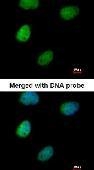 NBP1-32689 - TNIP2