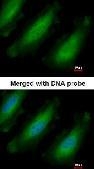 NBP1-32710 - RPL13A