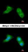 NBP1-32729 - UBE2G2