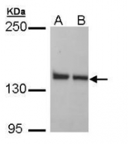 NBP1-32744 - LRPPRC / LRP130