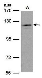 NBP1-32810 - USP11