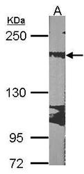 NBP1-32813 - RRBP1