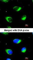 NBP1-32813 - RRBP1