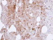 NBP1-32823 - UAP1 / AGX