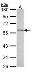 NBP1-32853 - Estrogen-related receptor gamma