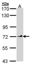 NBP1-32892 - Vang-like protein 1 (VANGL1)