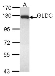 NBP1-32907 - Glycine decarboxylase