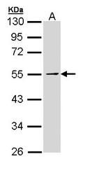NBP1-32917 - Protein HSN2
