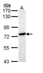 NBP1-33022 - HSPA1L