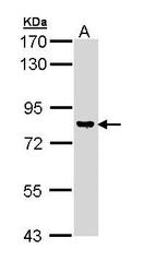 NBP1-33055 - DAG kinase gamma