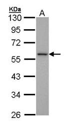 NBP1-33091 - MAPK9 / JNK2