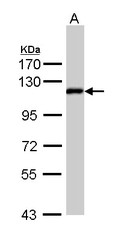 NBP1-33415 - ZHX2
