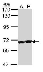 NBP1-33419 - DPYSL5 / CRMP5