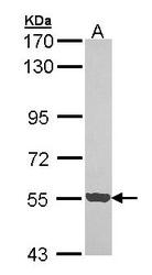 NBP1-33487 - CDK18 / PCTK3