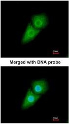 NBP1-33508 - KPNA1 / Importin alpha-1