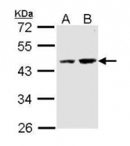 NBP1-33509 - DOM3Z